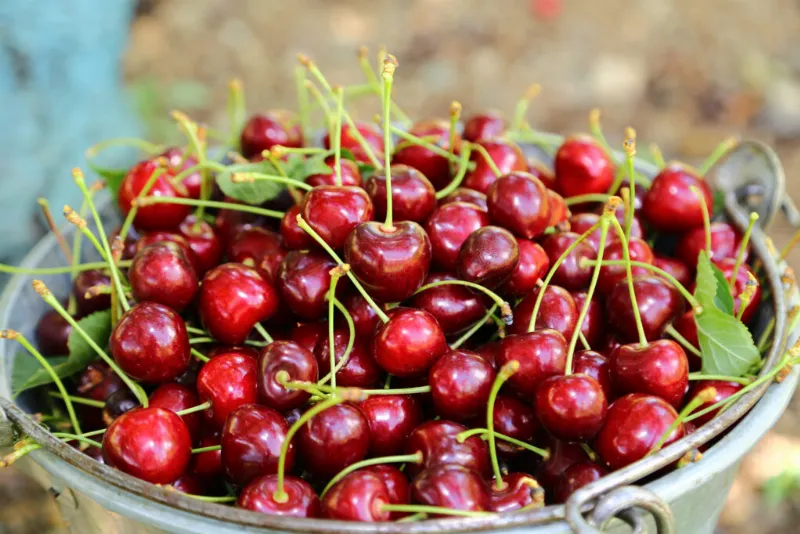 Cherry nhập khẩu