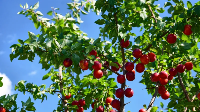 Mận Pu Nhi - Cherry Việt Nam