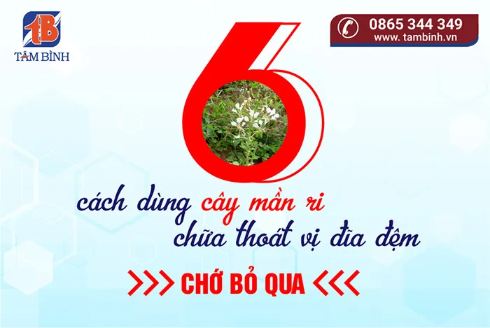 cây mần ri chữa thoát vị đĩa đệm