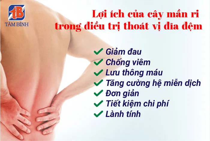 Công dụng của cây mần ri trong điều trị thoát vị đĩa đệm