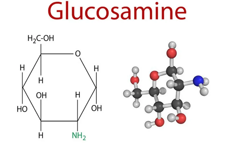 Glucosamine là thành phần tự nhiên có trong sụn khớp