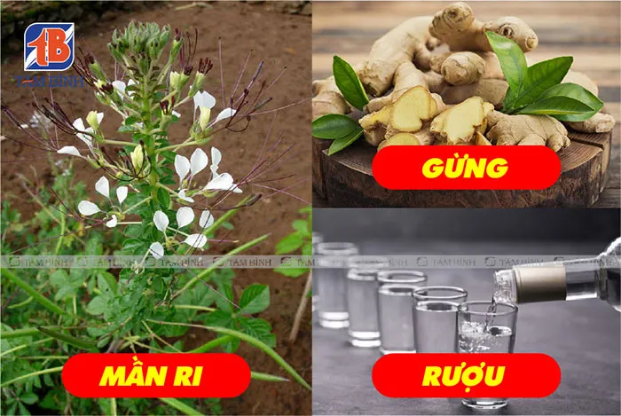 Hỗn hợp mần ri, gừng, rượu giúp trị đau thoát vị đĩa đệm